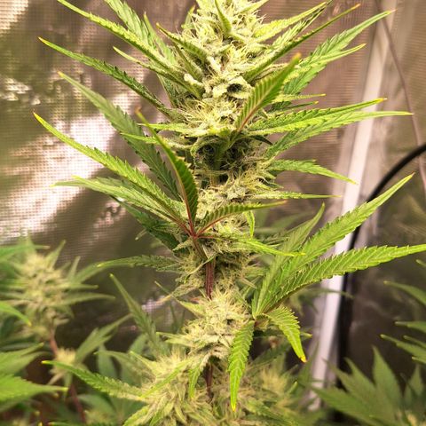 Fastbuds Mix Pack Auto RF3 #2 growlog timeline photo