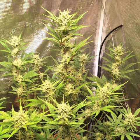 Fastbuds Mix Pack Auto RF3 #2 growlog timeline photo