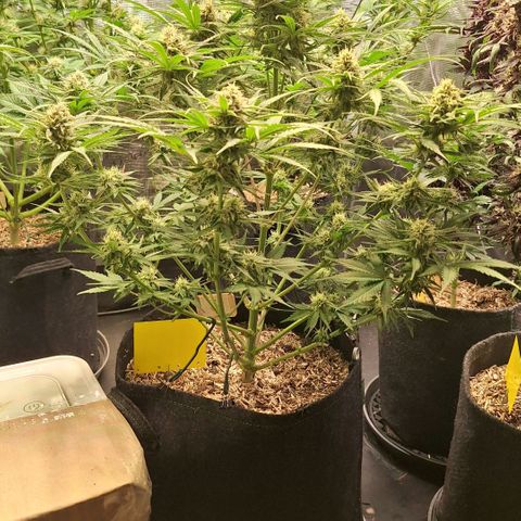 Fastbuds Mix Pack Auto RF3 #3 growlog timeline photo