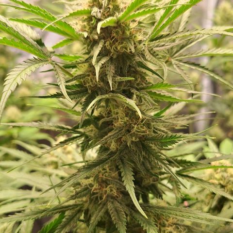 Fastbuds Mix Pack Auto RF3 #3 growlog timeline photo