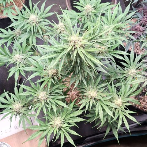 Fastbuds Mix Pack Auto RF3 #3 growlog timeline photo