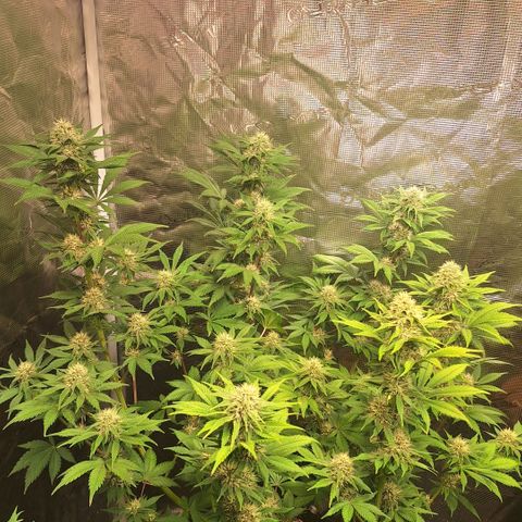 Fastbuds Mix Pack Auto RF3 #1 growlog timeline photo