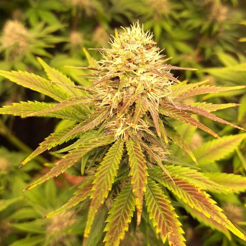 Fastbuds Mix Pack Auto RF3 #1 growlog timeline photo