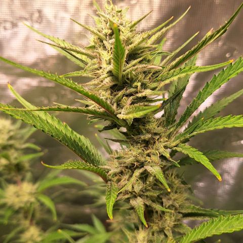 Fastbuds Mix Pack Auto RF3 #2 growlog timeline photo
