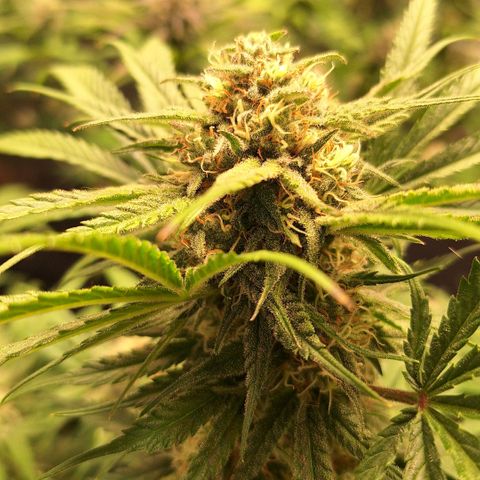Fastbuds Mix Pack Auto RF3 #3 growlog timeline photo