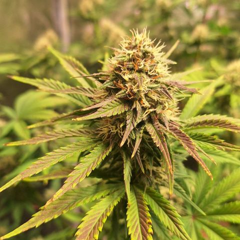 Fastbuds Mix Pack Auto RF3 #1 growlog timeline photo