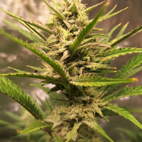 Fastbuds Mix Pack Auto RF3 #2 growlog timeline photo