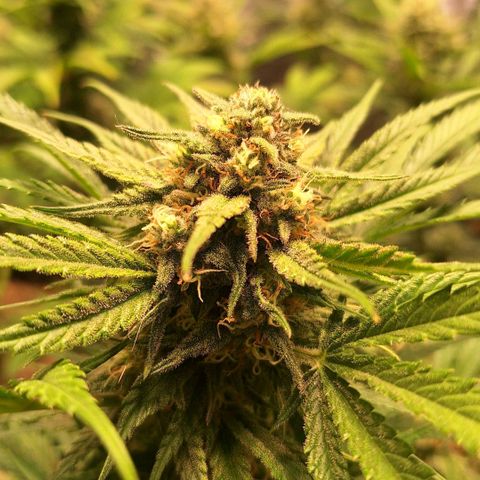Fastbuds Mix Pack Auto RF3 #3 growlog timeline photo