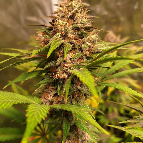 Fastbuds Mix Pack Auto RF3 #1 growlog timeline photo