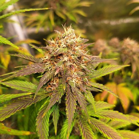 Fastbuds Mix Pack Auto RF3 #1 growlog timeline photo