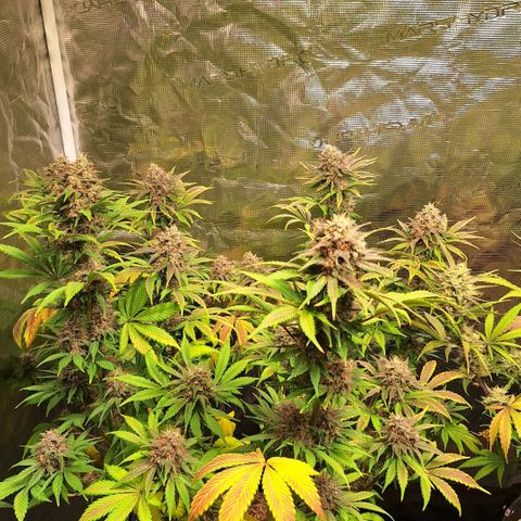 Fastbuds Mix Pack Auto RF3 #1 growlog timeline photo