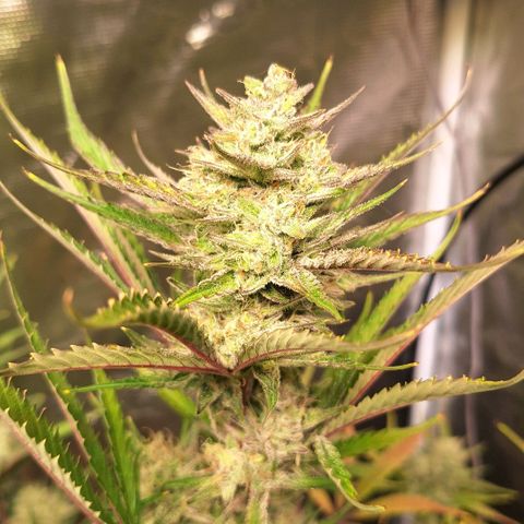 Fastbuds Mix Pack Auto RF3 #2 growlog timeline photo