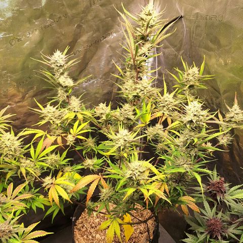 Fastbuds Mix Pack Auto RF3 #2 growlog timeline photo
