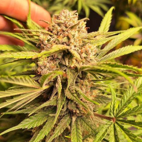 Fastbuds Mix Pack Auto RF3 #3 growlog timeline photo
