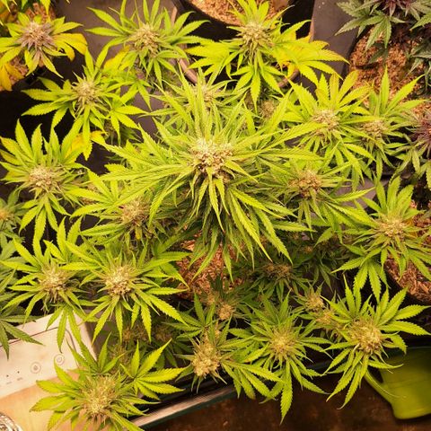 Fastbuds Mix Pack Auto RF3 #3 growlog timeline photo