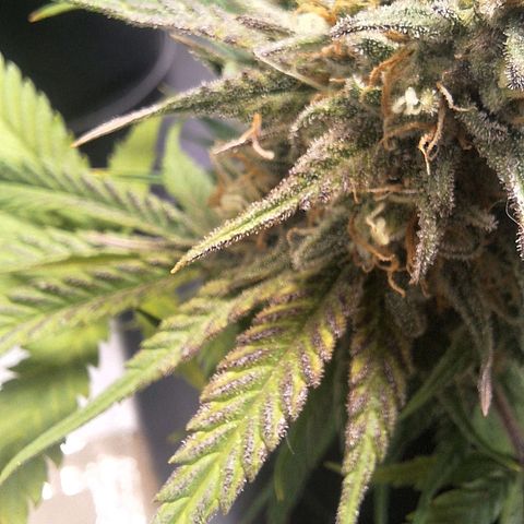 Fastbuds Mix Pack Auto RF3 #3 growlog timeline photo