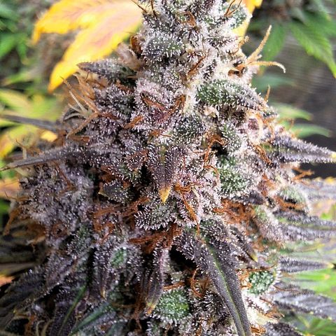 Fastbuds Mix Pack Auto RF3 #1 growlog timeline photo