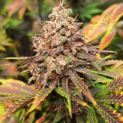 Fastbuds Mix Pack Auto RF3 #1 growlog timeline photo