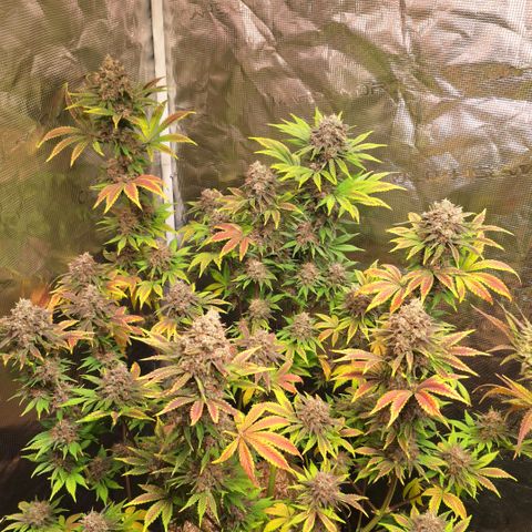 Fastbuds Mix Pack Auto RF3 #1 growlog timeline photo