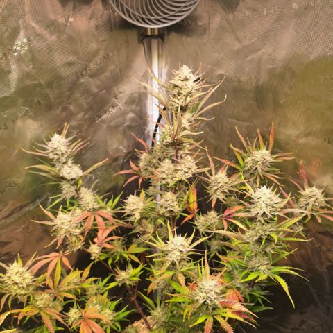 Fastbuds Mix Pack Auto RF3 #2 growlog timeline photo