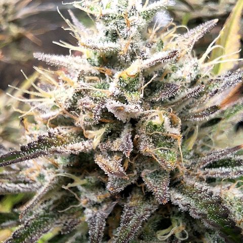 Fastbuds Mix Pack Auto RF3 #2 growlog timeline photo