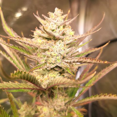 Fastbuds Mix Pack Auto RF3 #2 growlog timeline photo