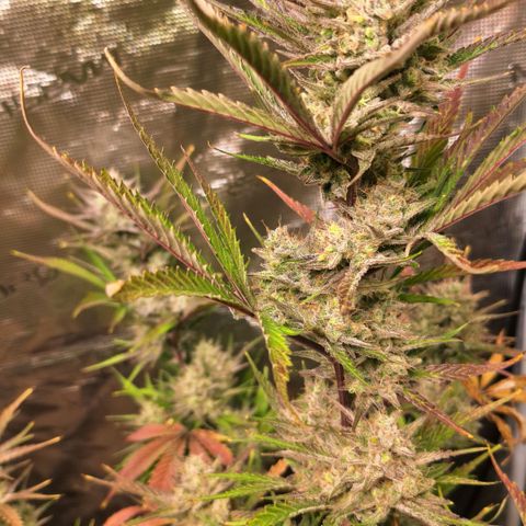 Fastbuds Mix Pack Auto RF3 #2 growlog timeline photo