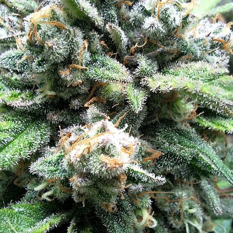 Fastbuds Mix Pack Auto RF3 #3 growlog timeline photo