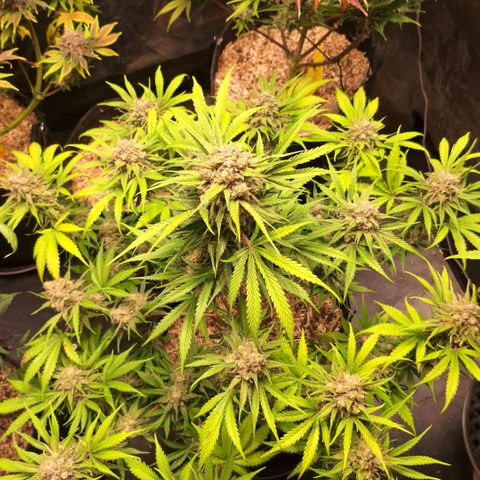 Fastbuds Mix Pack Auto RF3 #3 growlog timeline photo