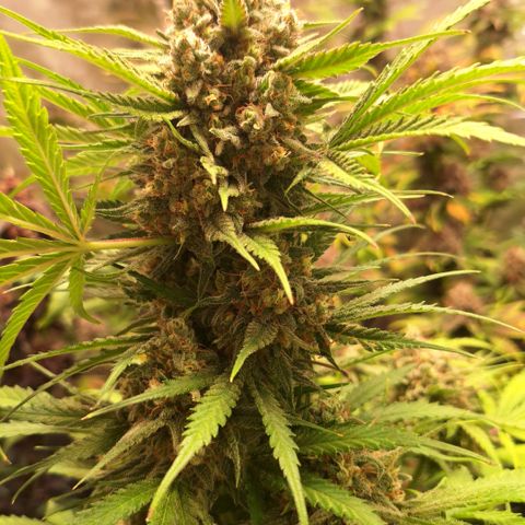Fastbuds Mix Pack Auto RF3 #3 growlog timeline photo