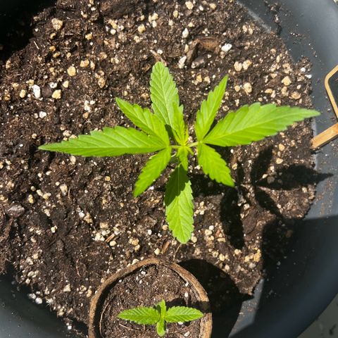 Sensi Skunk Automatic growlog timeline photo