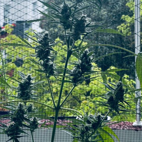 Sensi Skunk Automatic growlog timeline photo