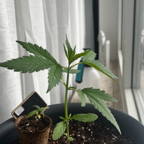 Sensi Skunk Automatic growlog timeline photo