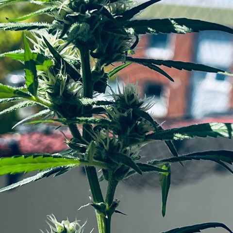 Sensi Skunk Automatic growlog timeline photo