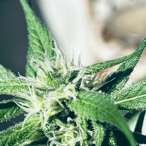 Sensi Skunk Automatic growlog timeline photo