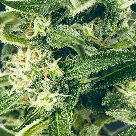 Sensi Skunk Automatic growlog timeline photo