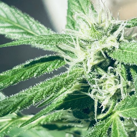 Sensi Skunk Automatic growlog timeline photo