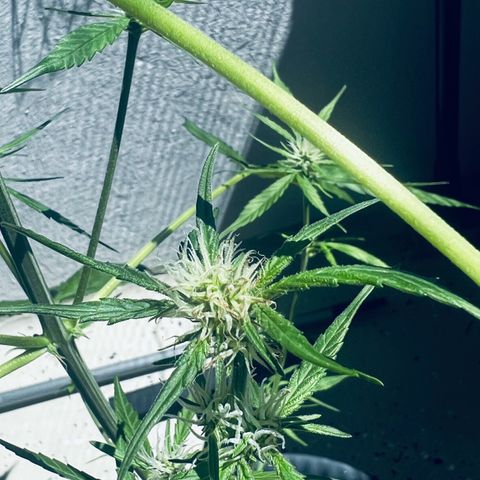 Sensi Skunk Automatic growlog photo: Nach dem Enfernen der Blätter