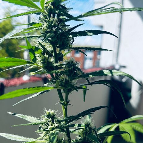 Sensi Skunk Automatic growlog timeline photo