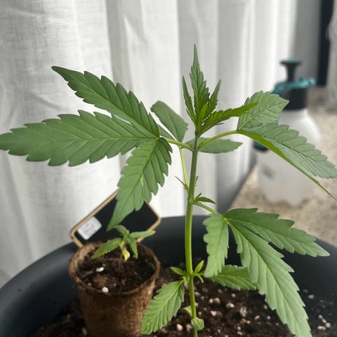 Sensi Skunk Automatic growlog timeline photo