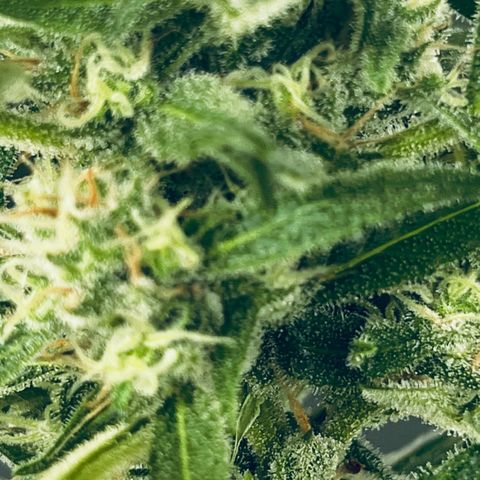 Sensi Skunk Automatic growlog timeline photo