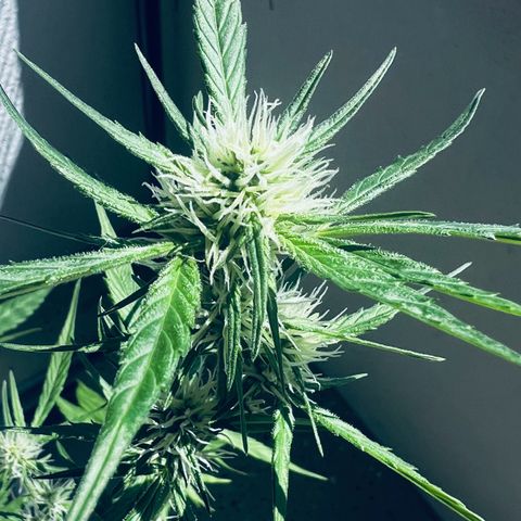 Sensi Skunk Automatic growlog photo: Nach dem Enfernen der Blätter