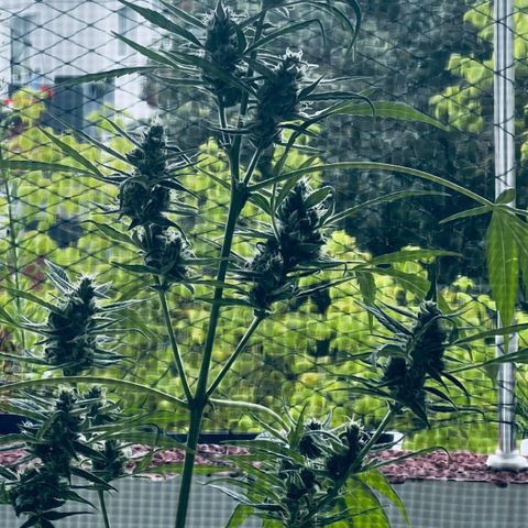 Sensi Skunk Automatic growlog timeline photo