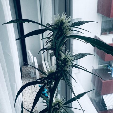 Sensi Skunk Automatic growlog photo: Nach dem Enfernen der Blätter