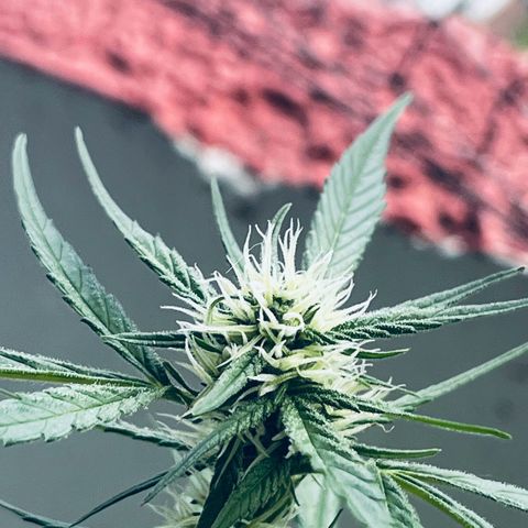 Sensi Skunk Automatic growlog photo: Nach dem Enfernen der Blätter
