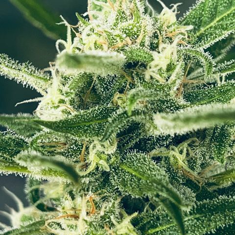 Sensi Skunk Automatic growlog timeline photo