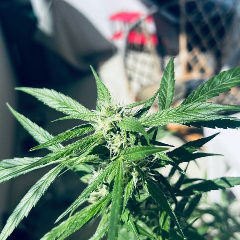 Sensi Skunk Automatic growlog timeline photo