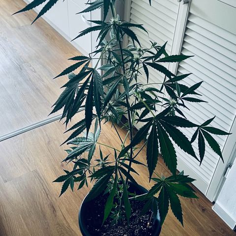 Sensi Skunk Automatic growlog timeline photo