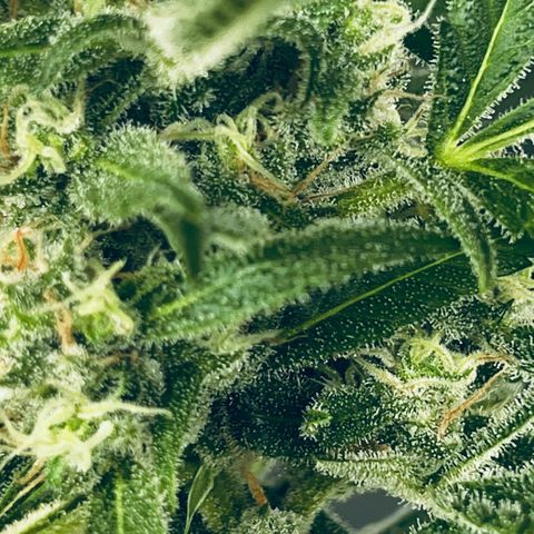 Sensi Skunk Automatic growlog timeline photo