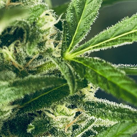 Sensi Skunk Automatic growlog timeline photo